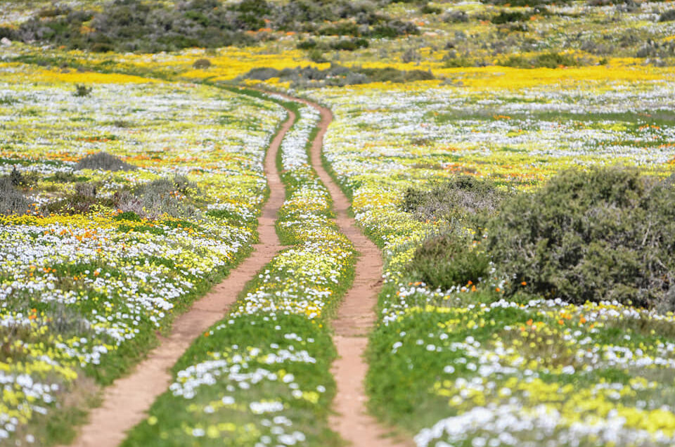 West Coast Flower Tour